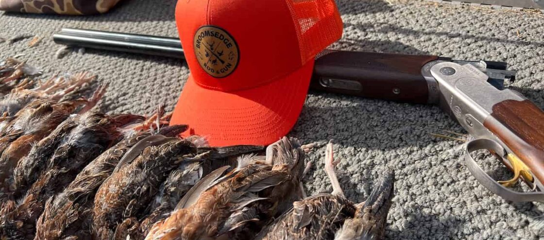 Quail after a hunt, with over under shotgun